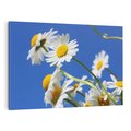 Obraz na płótnie 100x70 - Stokrotkowe pola - stokrotki, kwiaty