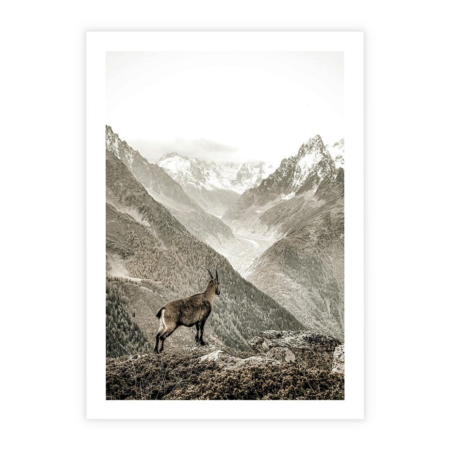Plakat bez ramy 21x30 - Dzikie Piękno: Kozica w Malowniczym Górskim Scenerii - kozica, góry