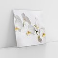 Obraz na płótnie 70x70 - Orchidea Kwiat - orchidea, kwiat