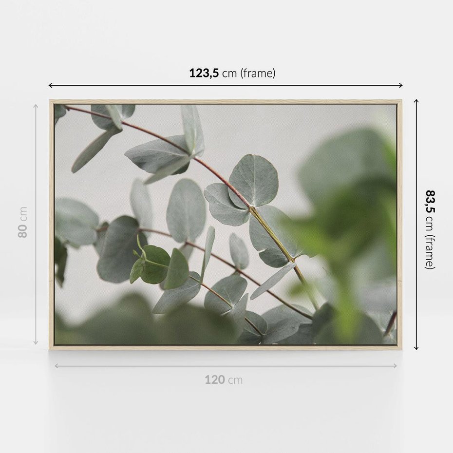 Obraz w ramie 120x80 - Liście eukaliptusa w naturze - eukaliptus, liście - rama drewno