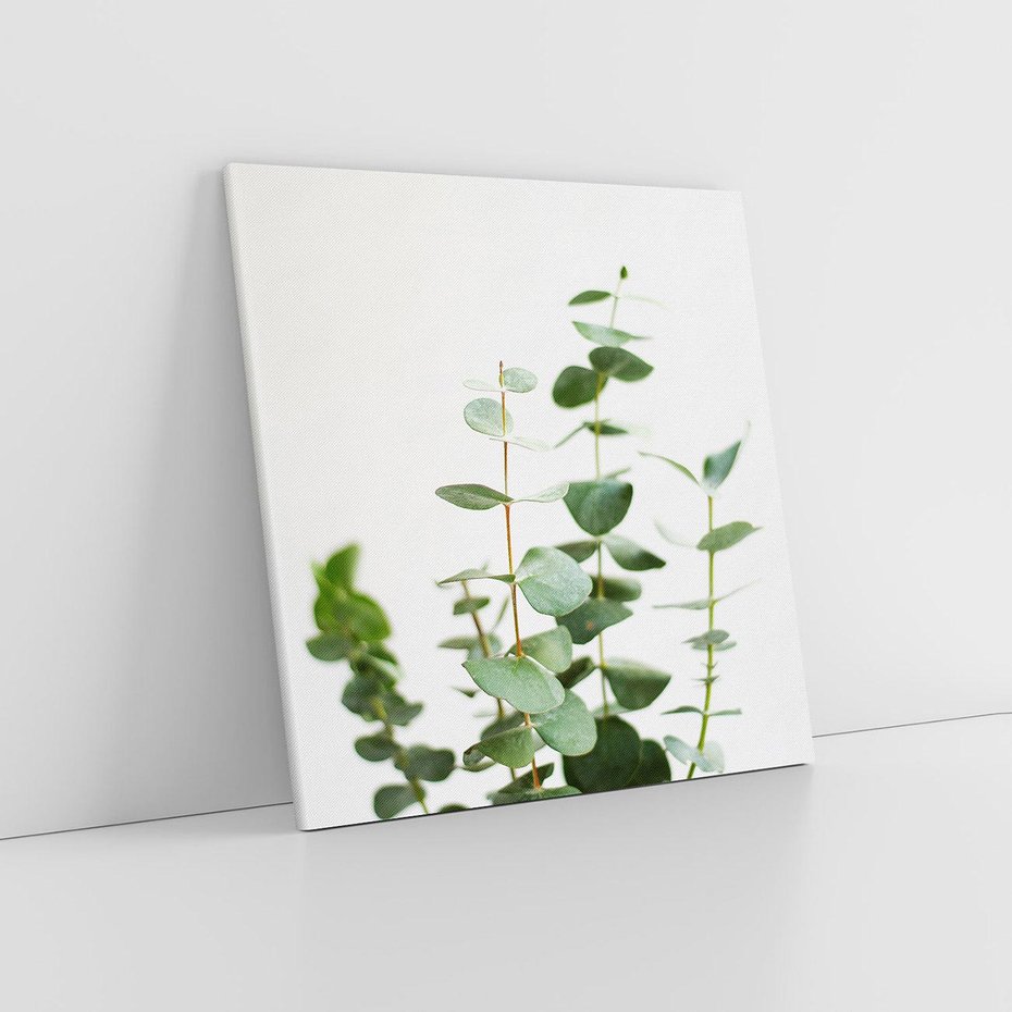 Obraz na płótnie 40x40 - Żywa eukaliptusowa zieleń - eukaliptus, zielone