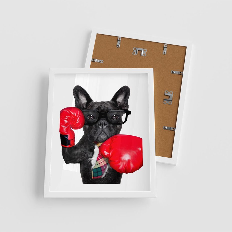Plakat w ramie 40x50 - Boksujący mops - pies - boks, mops - rama biała