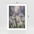 Plakat bez ramy 30x40 - Makro dmuchawiec - piękno drobnych detali - dmuchawce, makro