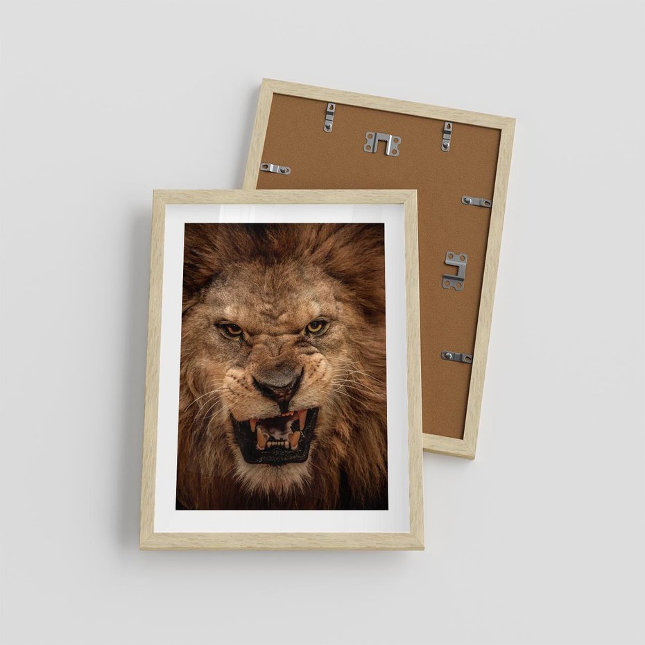 Plakat w ramie 30x40 - Władca Sawanny - lew, sawanna - rama drewno