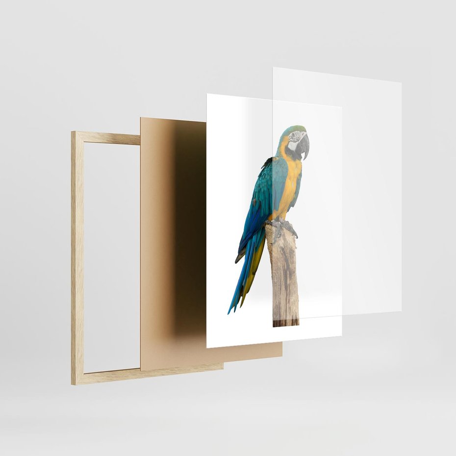 Plakat w ramie 30x40 - Kolorowa papuga w locie - papuga, ptak - rama drewno