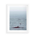 Plakat w ramie 50x70 - Spotkanie z Orką - morze, ocean - rama biała