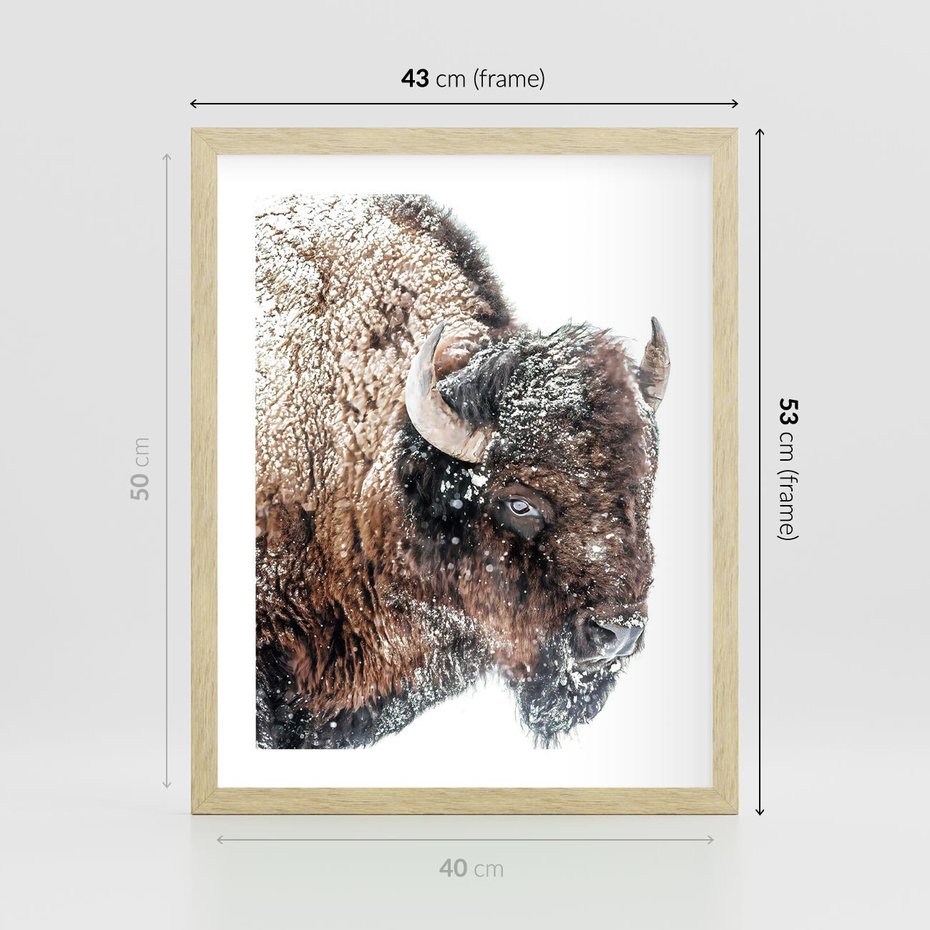Plakat w ramie 40x50 - Obraz Dzikiej Przyrody w Śnieżnym Otoczeniu - żubr, śnieg - rama drewno