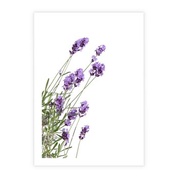Plakat bez ramy 30x40 - Delikatny Urok - lawenda, kwiaty