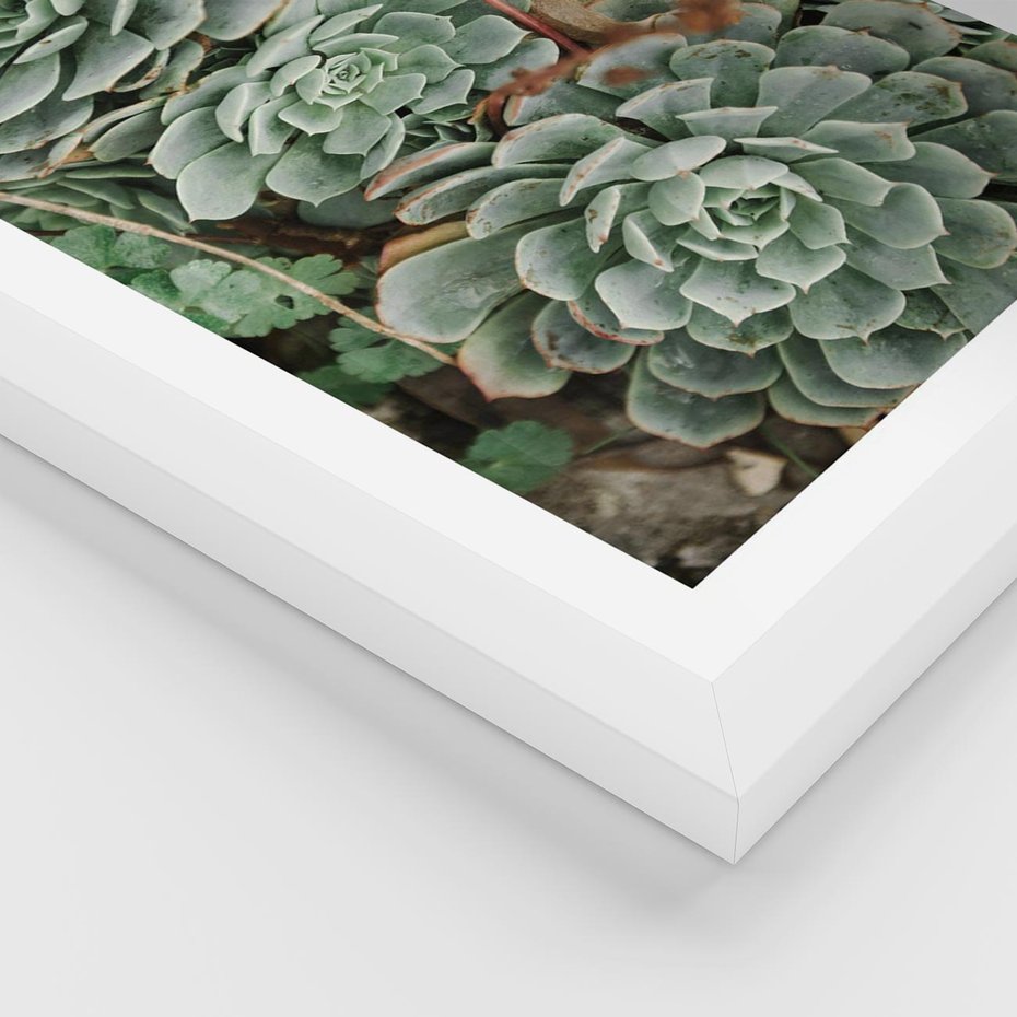 Plakat w ramie 30x40 - Zielona Uroda Sukulentów - sukulenty, zielone liście - rama biała
