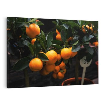 Obraz na płótnie 70x50 - Mandarynki na Drzewku - Owoce Pory Roku - mandarynki, drzewko