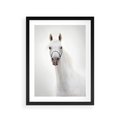 Plakat w ramie 30x40 - Elegancja białego konia - biały, koń - rama czarna