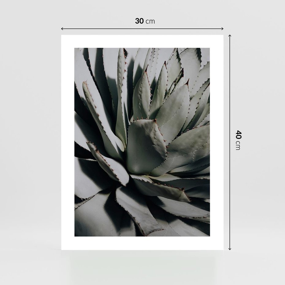 Plakat bez ramy 30x40 - Sukulenty wśród kaktusów - sukulenty, kaktusy