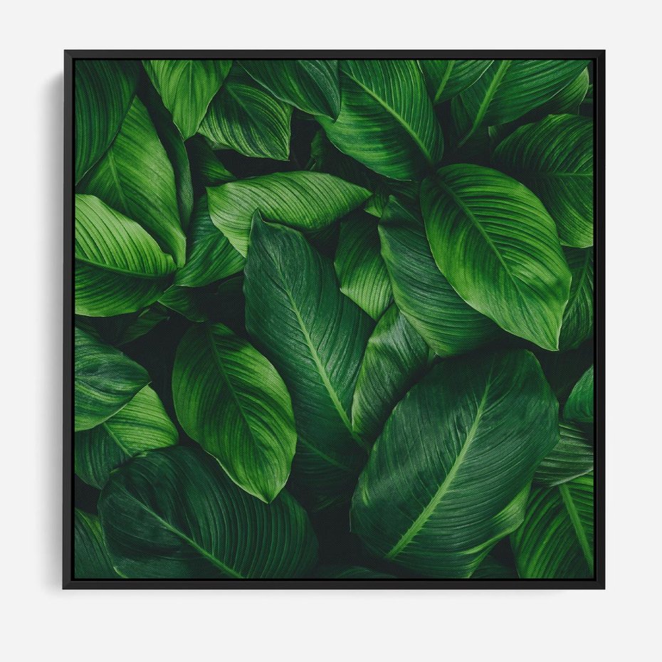 Obraz w ramie 50x50 - Palma Liście Kwiat - palma, liście - rama czarna