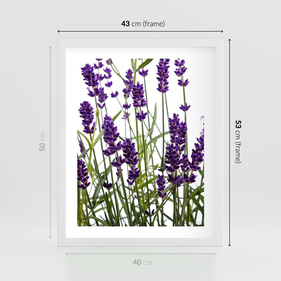 Plakat w ramie 40x50 - Fioletowa harmonia lawendy - lawenda, fiolet - rama biała