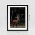 Plakat w ramie 40x50 - Spotkanie z naturą - jeleń, las - rama czarna