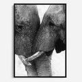 Obraz w ramie 50x70 - Spotkanie Mądrości - fotografia czarno biała, dwa słonie - rama czarna