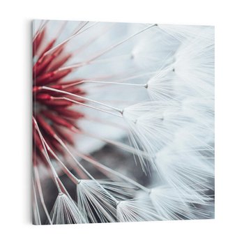 Obraz na płótnie 80x80 - Makro świat dmuchawca - dmuchawiec, makro