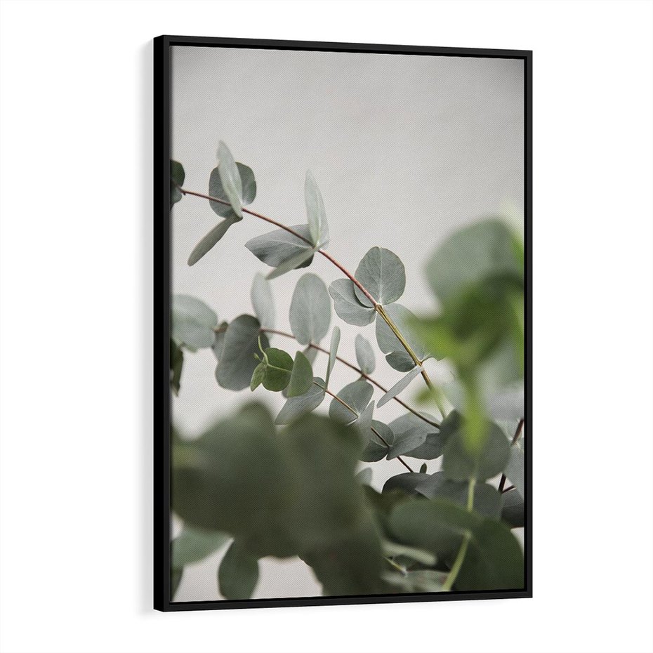 Obraz w ramie 50x70 - Liście eukaliptusa w naturze - eukaliptus, liście - rama czarna