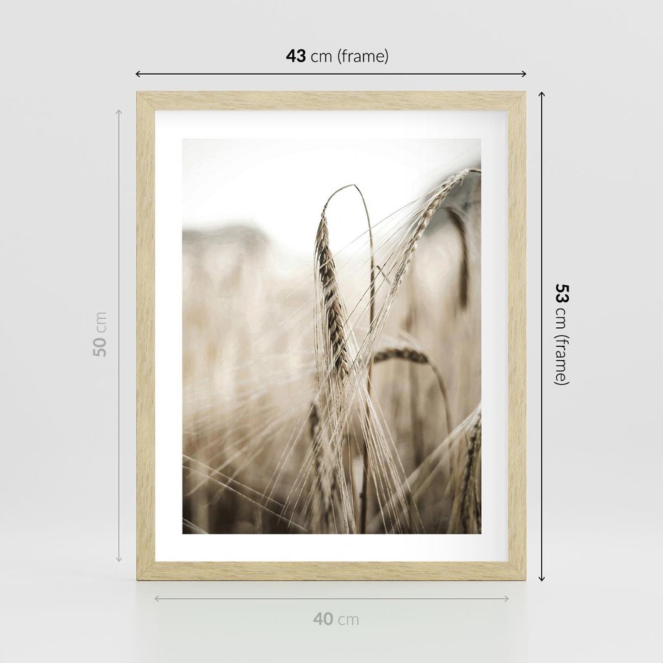 Plakat w ramie 40x50 - Kłosy Pszenicy w Sepii - zboże, kłos pszenicy - rama drewno
