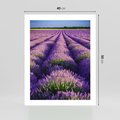 Plakat bez ramy 40x50 - Malownicze Pole Lawendy - lawenda, pole