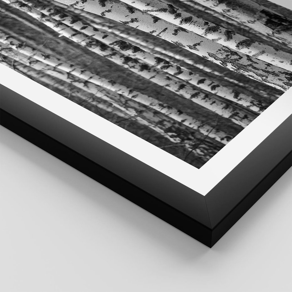 Plakat w ramie 40x50 - Kontrast Monochromatyczny - brzozy, czarno - rama czarna