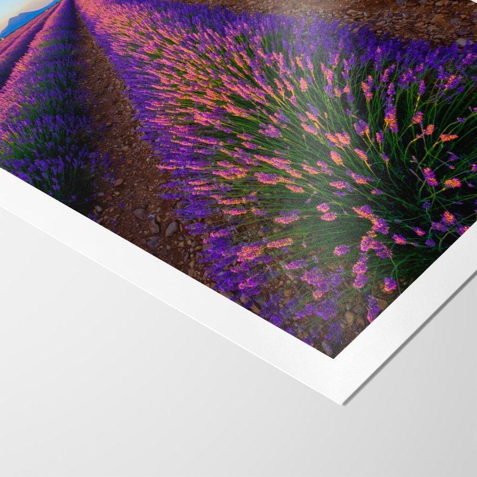 Plakat bez ramy 40x50 - Fioletowa Magia - pole, lawendy