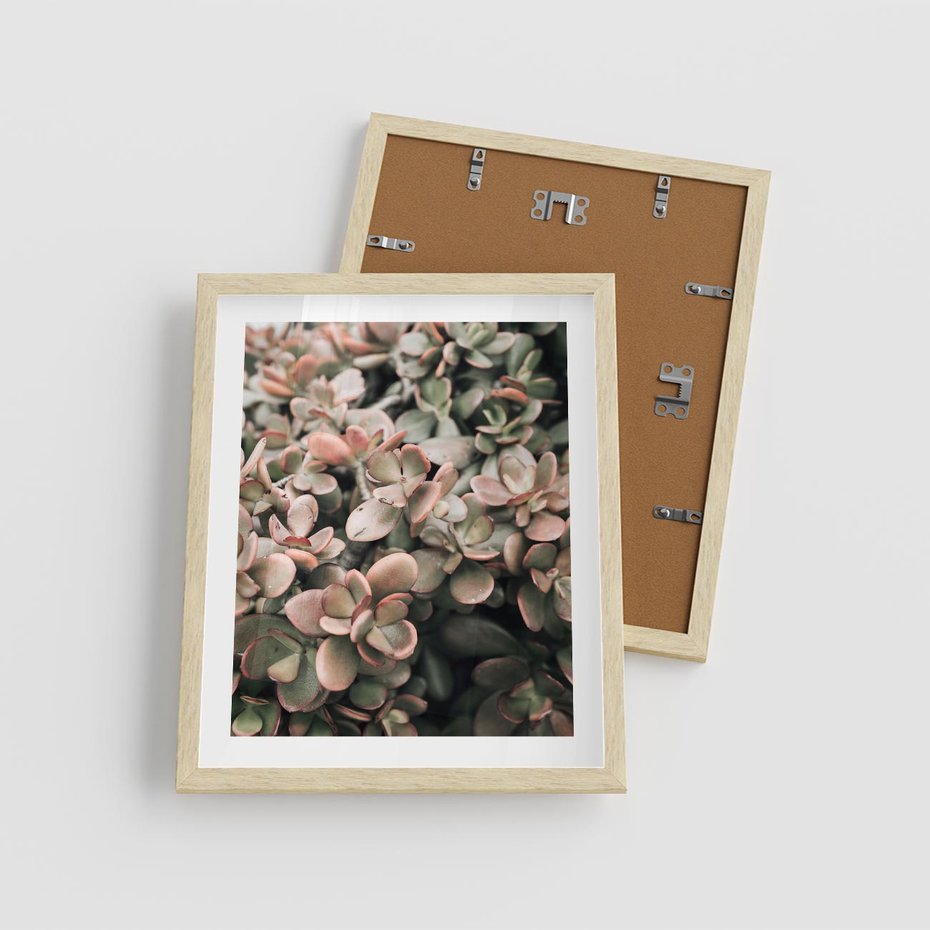 Plakat w ramie 40x50 - Sukulentowa Prostota - sukulenty, zielone liście - rama drewno