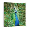 Obraz na płótnie 40x40 - Wspaniałość pawich piór - paw, pióra