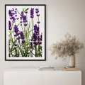 Plakat w ramie 40x50 - Fioletowa harmonia lawendy - lawenda, fiolet - rama czarna