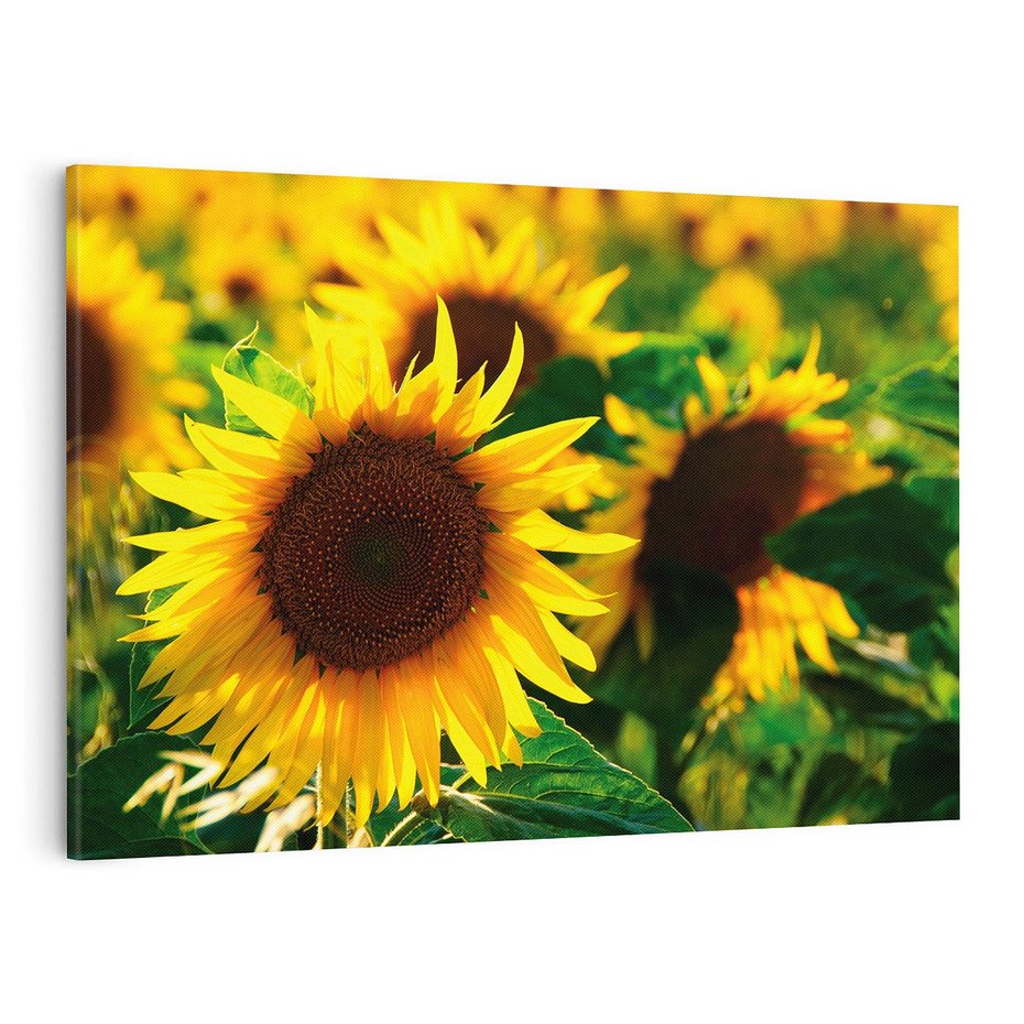 Obraz na płótnie 120x80 - Słonecznikowa Energia - słonecznik, kwiat