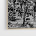 Obraz w ramie 100x70 - Mroczna Ścieżka Tropików - czarno biała fotografia, ścieżka pośród palm - rama drewno