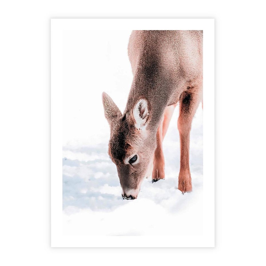 Plakat bez ramy 21x30 - Sarna w Zimowym Raju - sarna, na śniegu