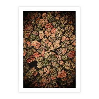 Plakat bez ramy 21x30 - Jesień z Lotu Ptaka: Malowniczy Las - las jesienią z lotu ptaka