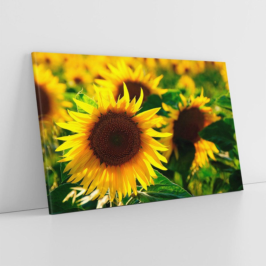 Obraz na płótnie 70x50 - Słonecznikowa Energia - słonecznik, kwiat
