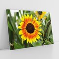 Obraz na płótnie 120x80 - Kwiatowa harmonia natury - słonecznik, kwiaty