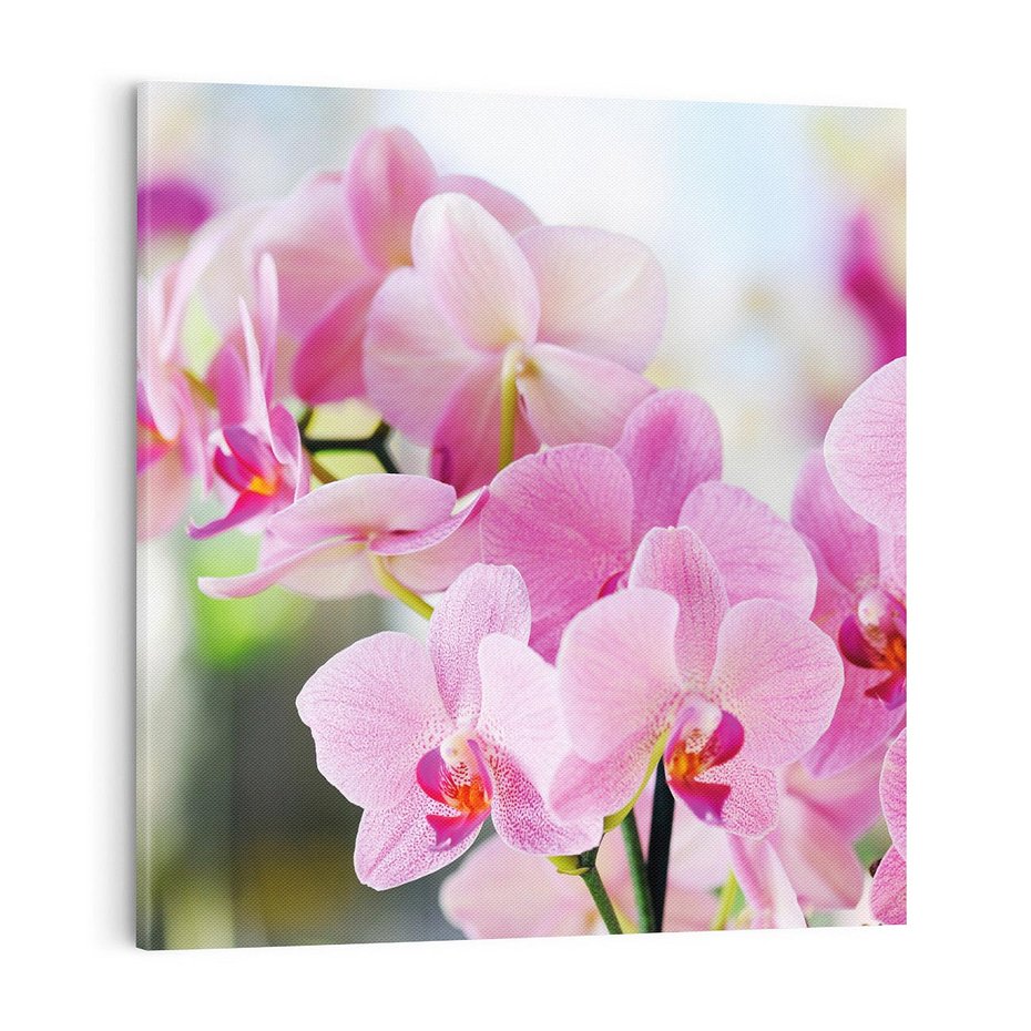 Obraz na płótnie 70x70 - Elegancja orchidei - orchidea, kwiaty
