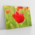 Obraz na płótnie 120x80 - Magia maku na łące - mak, łąka