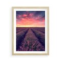 Plakat w ramie 50x70 - Różowe Niebo nad Polami - pola lawendy, zachód słońca - rama drewno