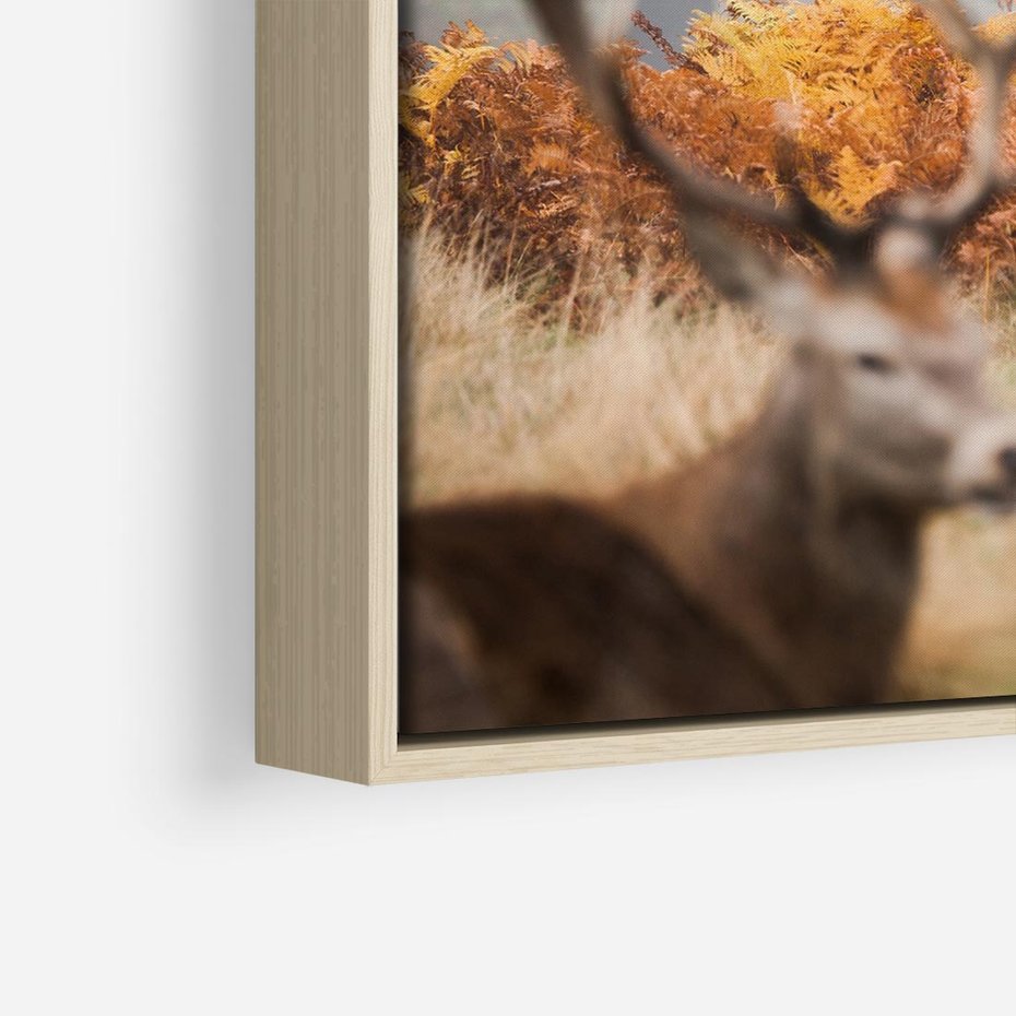 Obraz w ramie 80x80 - Malownicza Harmonia - jelenie, jesień - rama drewno