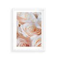 Plakat w ramie 30x40 - Aromatyczna Piękność - płatki herbacianej róży, kwiaty - rama biała