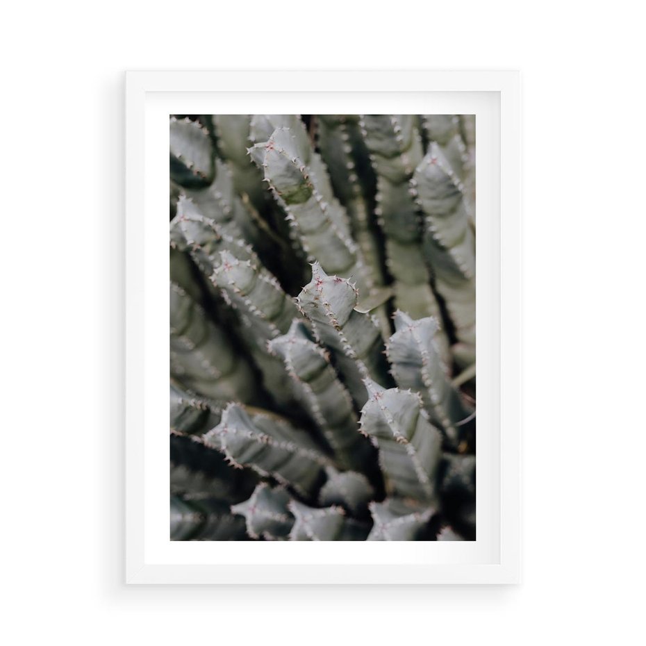 Plakat w ramie 50x70 - Oaza Natury - sukulenty, kaktusy - rama biała