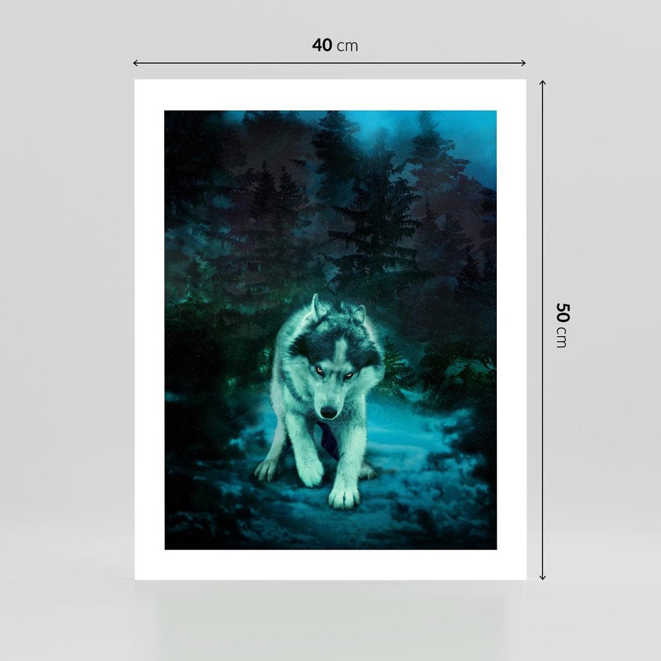 Plakat bez ramy 40x50 - Siła i wdzięk natury - wilk, husky