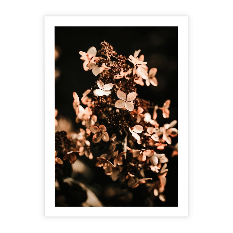 Plakat bez ramy 50x70 - Hortensja - Suchy Kwiat w Sztuce - hortensja, suchy kwiat