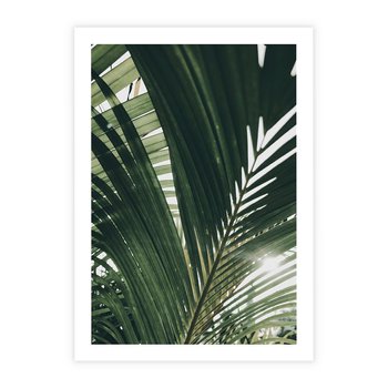 Plakat bez ramy 21x30 - Tropikalne Uroki: Palmy i Zielone Liście - palmy, zielone liście