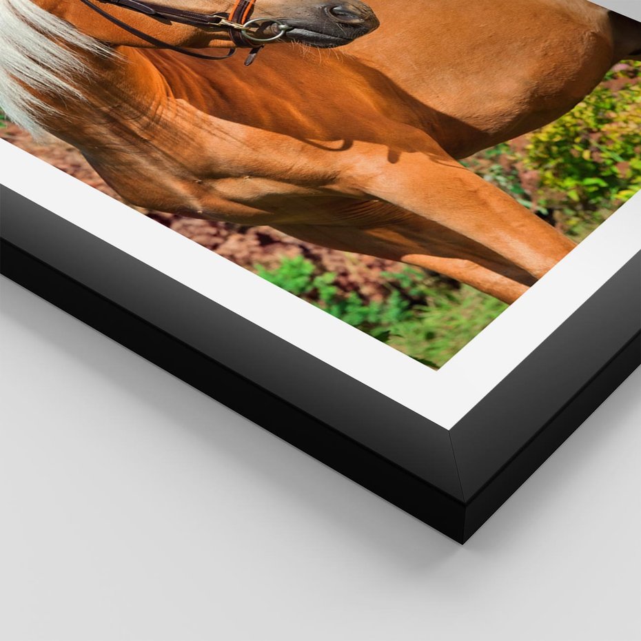 Plakat w ramie 40x50 - Elegancki wierzchowiec - koń, portret - rama czarna
