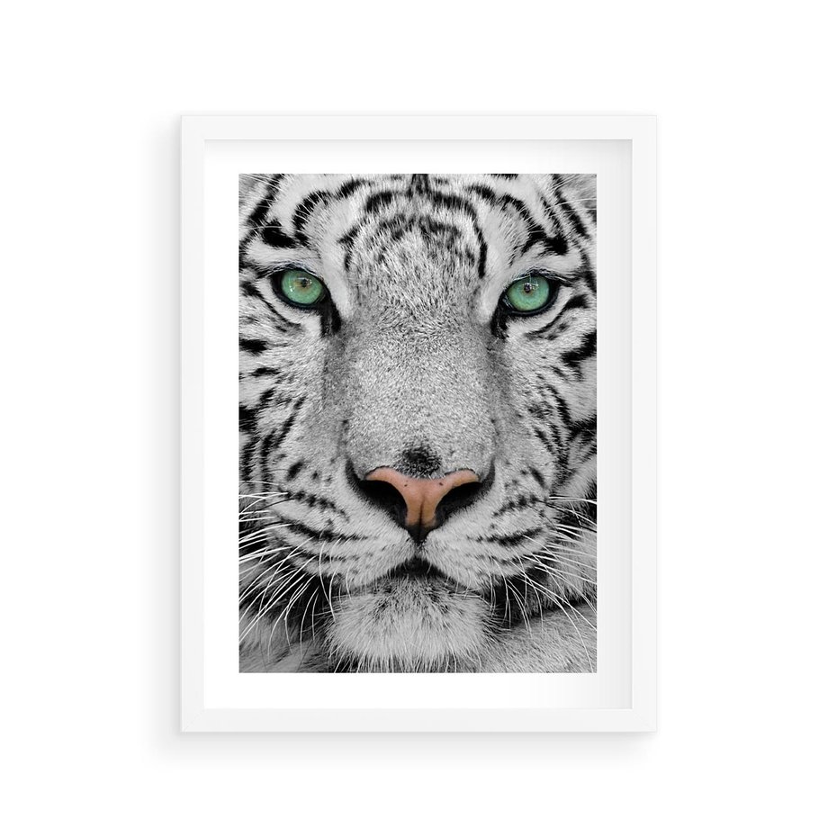 Plakat w ramie 30x40 - Magia Białego Tygrysa - biały, tygrys - rama biała