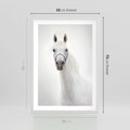 Plakat w ramie 50x70 - Elegancja białego konia - biały, koń - rama biała