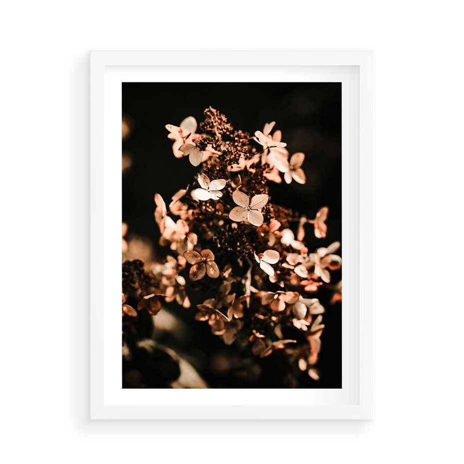 Plakat w ramie 50x70 - Hortensja - Suchy Kwiat w Sztuce - hortensja, suchy kwiat - rama biała