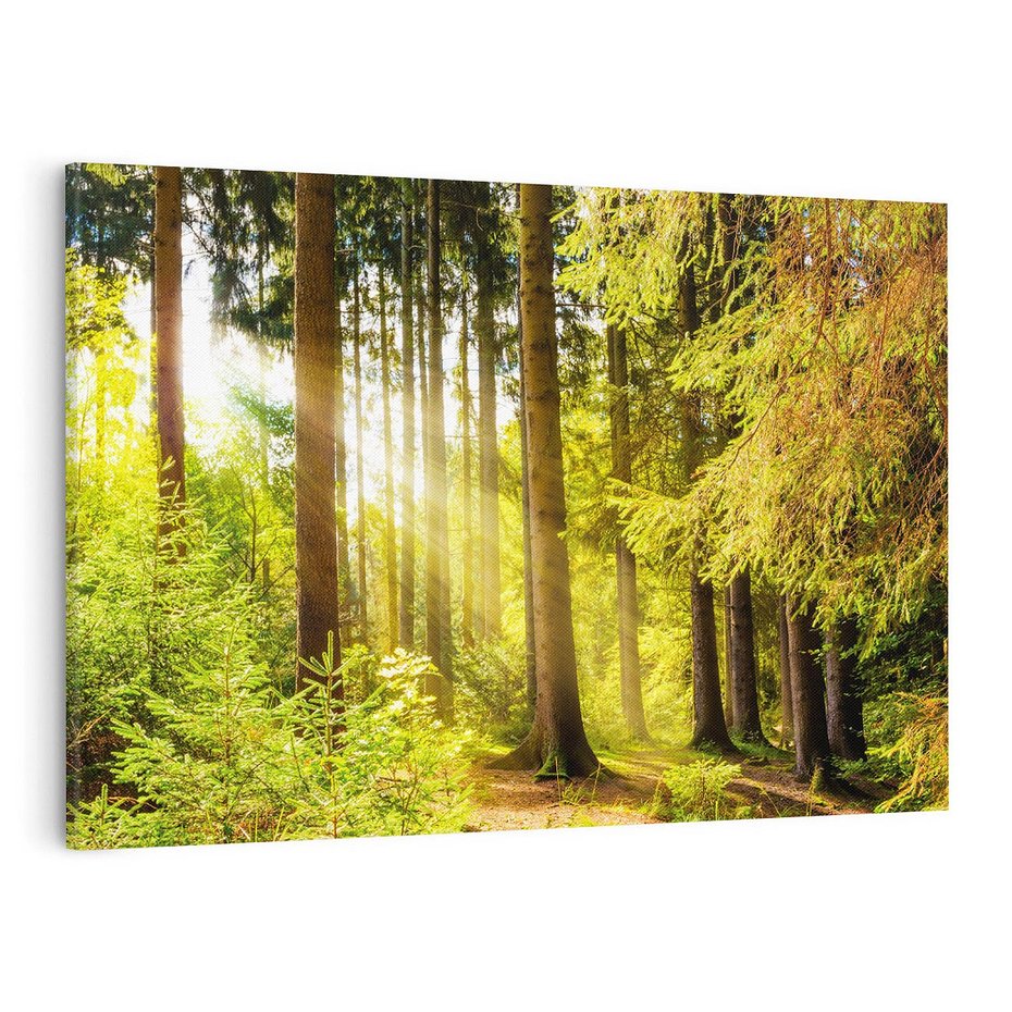 Obraz na płótnie 120x80 - Mistyka lasu - las, drzewa