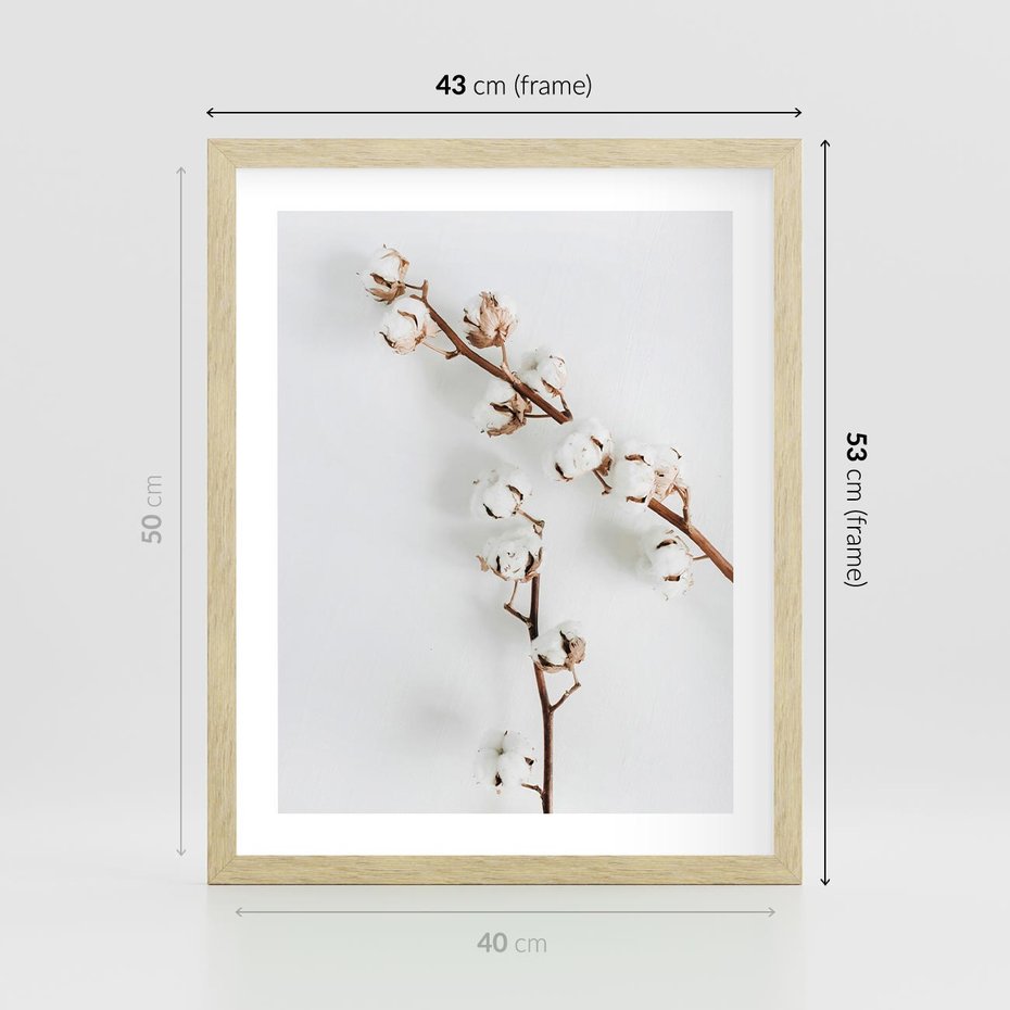 Plakat w ramie 40x50 - Gałęzie Bawełny na Białym Tle - gałęzie bawełny na białym tle, minimalizm - rama drewno